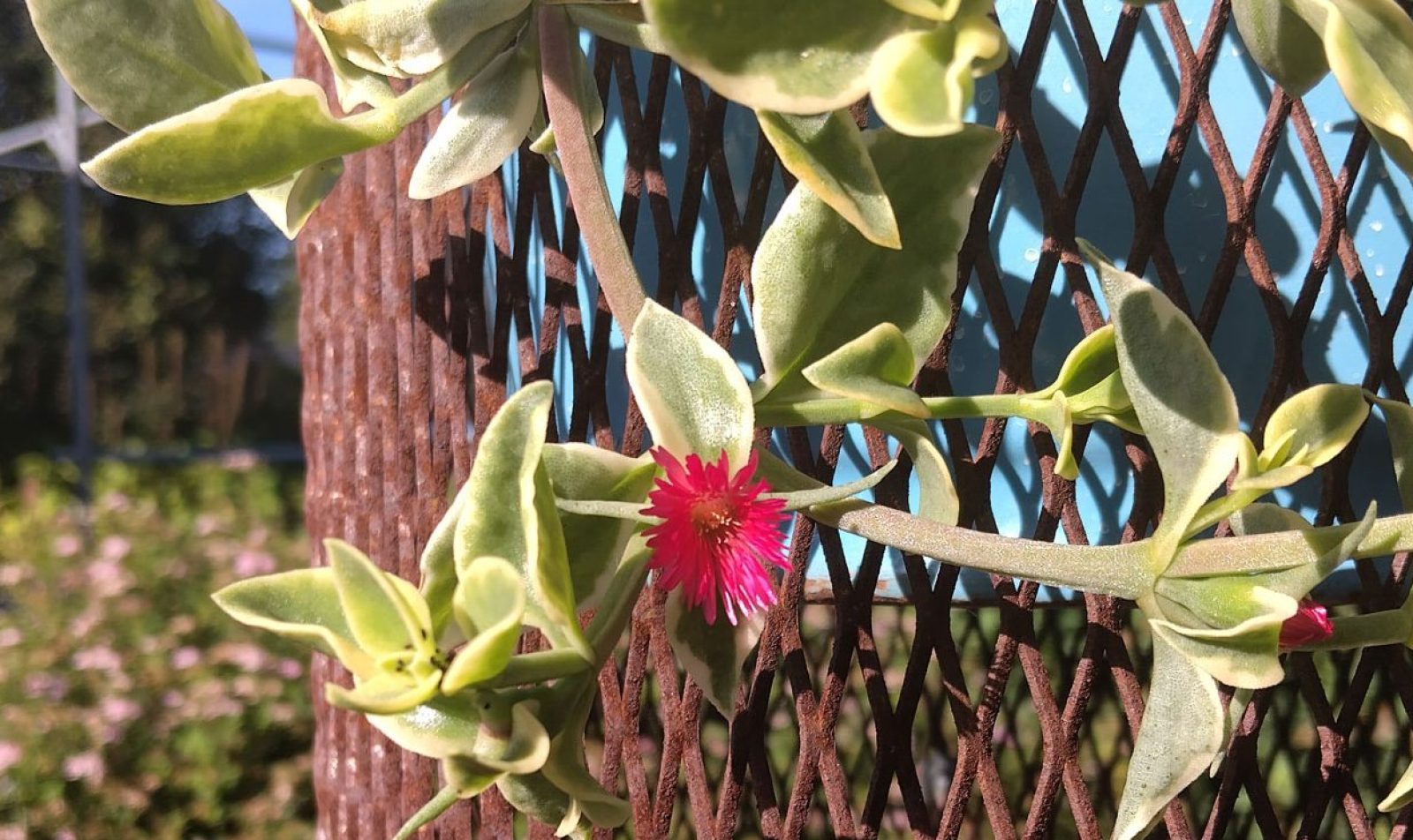 kukka kori otsikko kuva